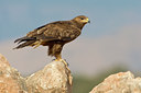 BUITEN BEELD Foto: 20472
