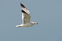 BUITEN BEELD Foto: 20479