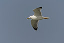 BUITEN BEELD Foto: 20481