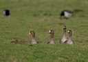 BUITEN BEELD Foto: 20557