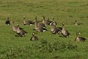 BUITEN BEELD Foto: 20573
