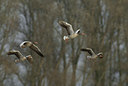 BUITEN BEELD Foto: 20643