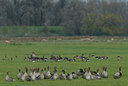 BUITEN BEELD Foto: 20811