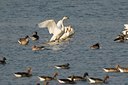 BUITEN BEELD Foto: 20864