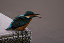 BUITEN BEELD Foto: 20888
