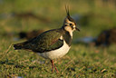 BUITEN BEELD Foto: 20892