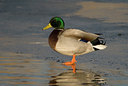 BUITEN BEELD Foto: 20913