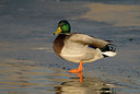 BUITEN BEELD Foto: 20914