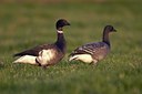 BUITEN BEELD Foto: 20955