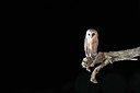 BUITEN BEELD Foto: 20993