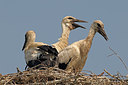 BUITEN BEELD Foto: 209197