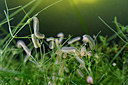BUITEN BEELD Foto: 209272