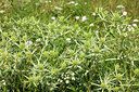 BUITEN BEELD Foto: 209640