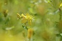 BUITEN BEELD Foto: 209689