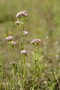 BUITEN BEELD Foto: 209736