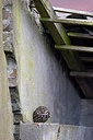 BUITEN BEELD Foto: 209760