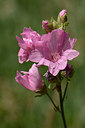BUITEN BEELD Foto: 209767