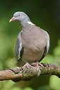 BUITEN BEELD Foto: 209780
