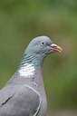 BUITEN BEELD Foto: 209784