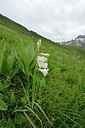 BUITEN BEELD Foto: 209866