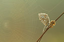 BUITEN BEELD Foto: 210162