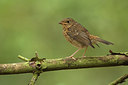 BUITEN BEELD Foto: 210167