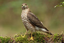 BUITEN BEELD Foto: 210171