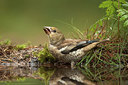 BUITEN BEELD Foto: 210174