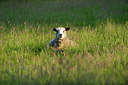 BUITEN BEELD Foto: 210260