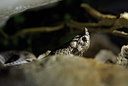 BUITEN BEELD Foto: 210336