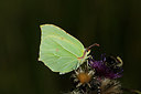 BUITEN BEELD Foto: 210473