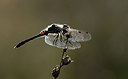 BUITEN BEELD Foto: 210479