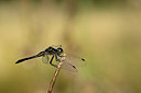 BUITEN BEELD Foto: 210480