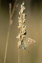 BUITEN BEELD Foto: 210481