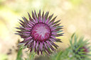 BUITEN BEELD Foto: 210521