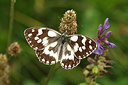 BUITEN BEELD Foto: 210587