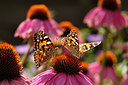BUITEN BEELD Foto: 210615