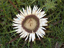 BUITEN BEELD Foto: 210727