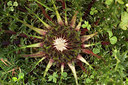BUITEN BEELD Foto: 210732