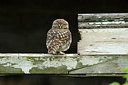 BUITEN BEELD Foto: 210758