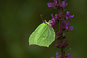 BUITEN BEELD Foto: 210788