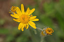 BUITEN BEELD Foto: 210810