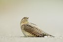 BUITEN BEELD Foto: 210824