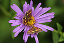 BUITEN BEELD Foto: 210845
