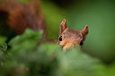 BUITEN BEELD Foto: 210944