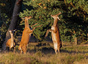 BUITEN BEELD Foto: 210945
