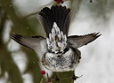 BUITEN BEELD Foto: 211035