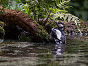 BUITEN BEELD Foto: 211074