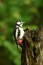 BUITEN BEELD Foto: 211078