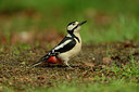 BUITEN BEELD Foto: 211079